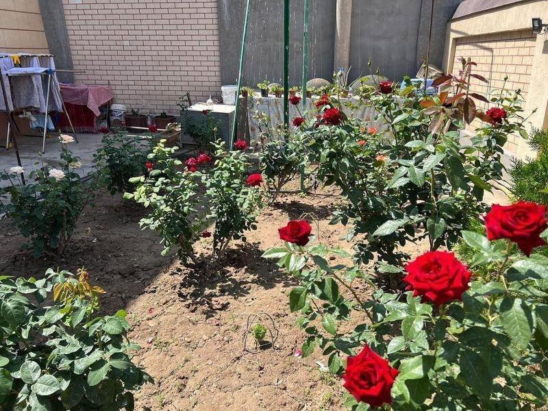Shodlik Guest House Khiva ภายนอก รูปภาพ